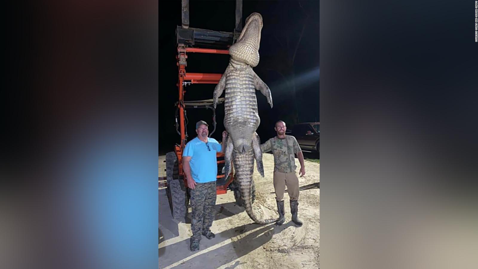 Florida Alligator It Weighed More Than 1000 Pounds Cnn