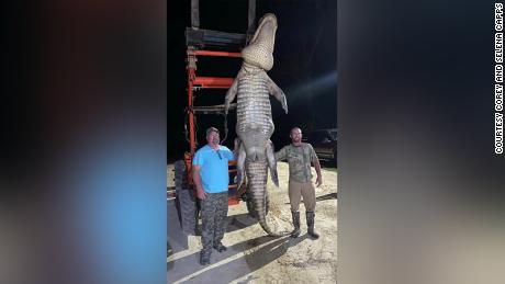 A Florida fisherman caught an alligator he had been watching for three years.  He weighed over 1000 pounds