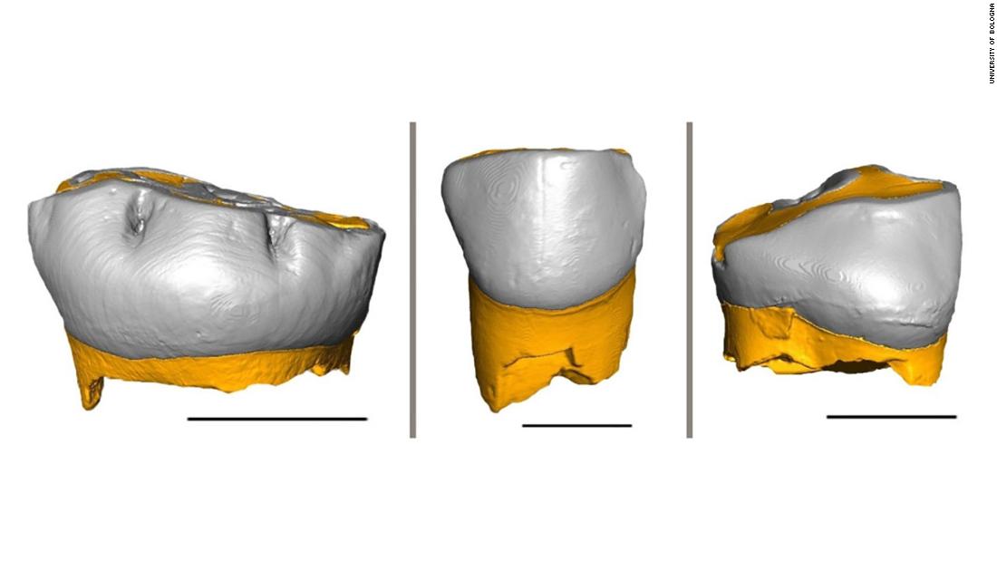 neanderthal-children-grew-and-were-weaned-much-like-modern-humans-new-study-says