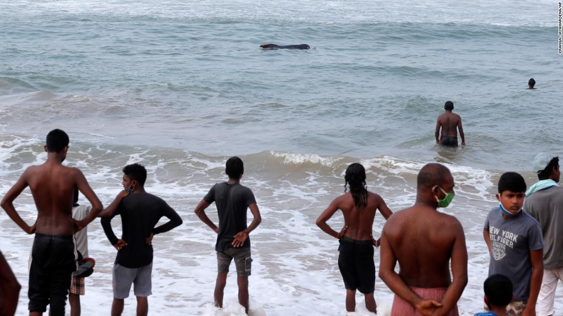 sri-lanka-rescues-100-beached-whales-after-mass-stranding