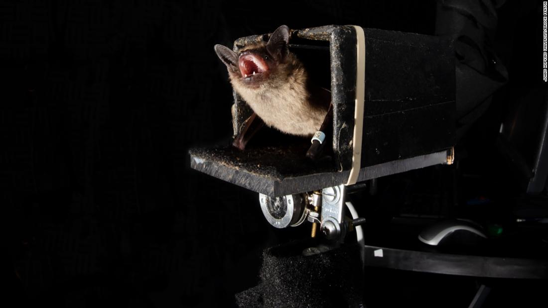 bats-can-predict-the-future-to-hunt-their-prey-johns-hopkins-researchers-find