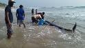 See rescuers save huge group of whales after mass stranding