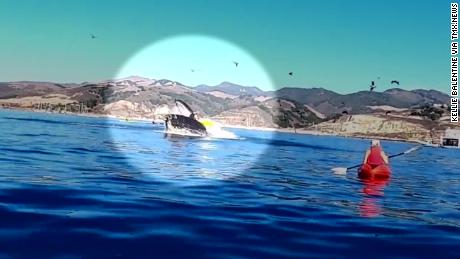 November 2020: See moment whale tosses kayakers as it breaches surface