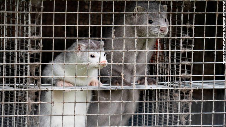 [Image: 201105112017-01-denmark-mink-cull-exlarge-169.jpg]