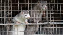 Minks are seen at a farm in Gjol, northern Denmark on October 9, 2020. - Around 100.000 mink are to be put down at various farms in Denmark due to contamination with the Covid-19 coronavirus. (Photo by Henning Bagger / Ritzau Scanpix / AFP) / Denmark OUT (Photo by HENNING BAGGER/Ritzau Scanpix/AFP via Getty Images)