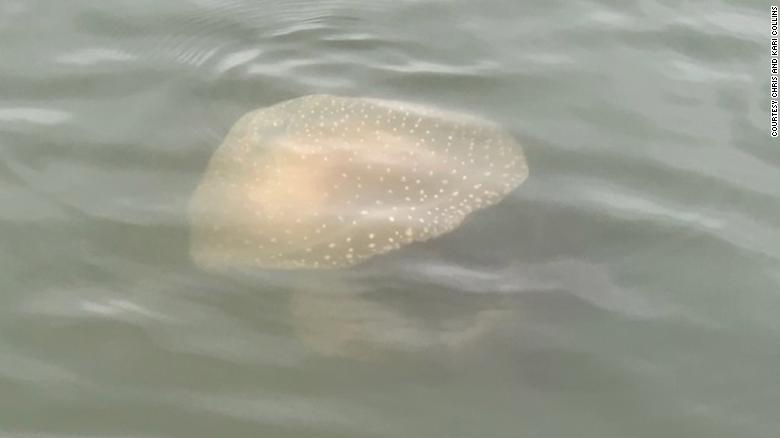 Beach ball-sized jellyfish capable of damaging boats spotted in South Carolina