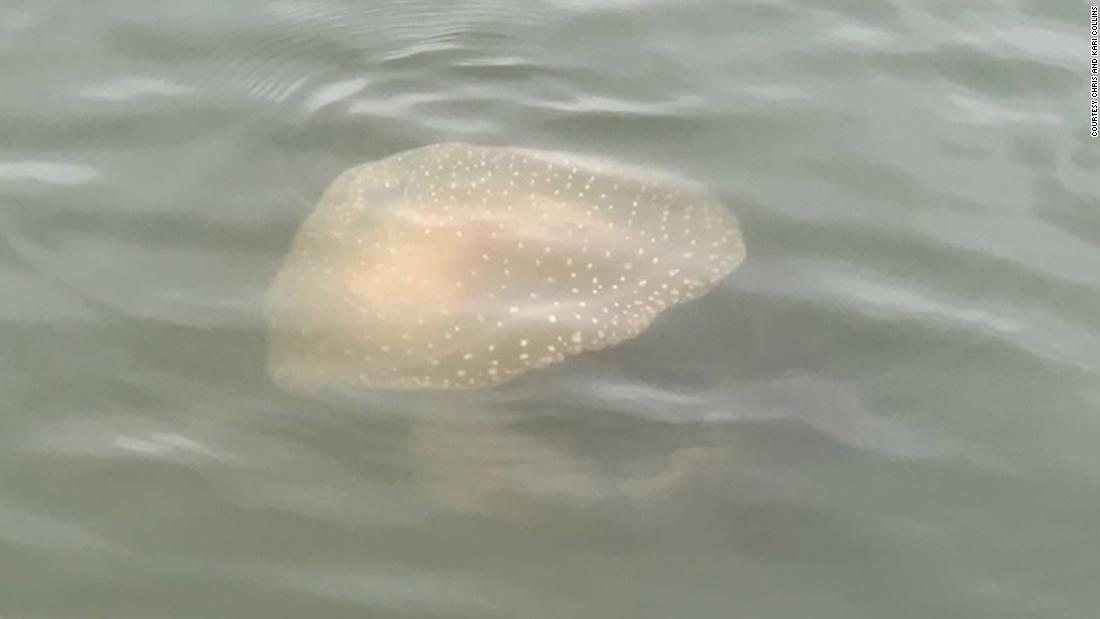 A huge fish-eating jellyfish that can grow to the size of a beach ball has been spotted in South Carolina