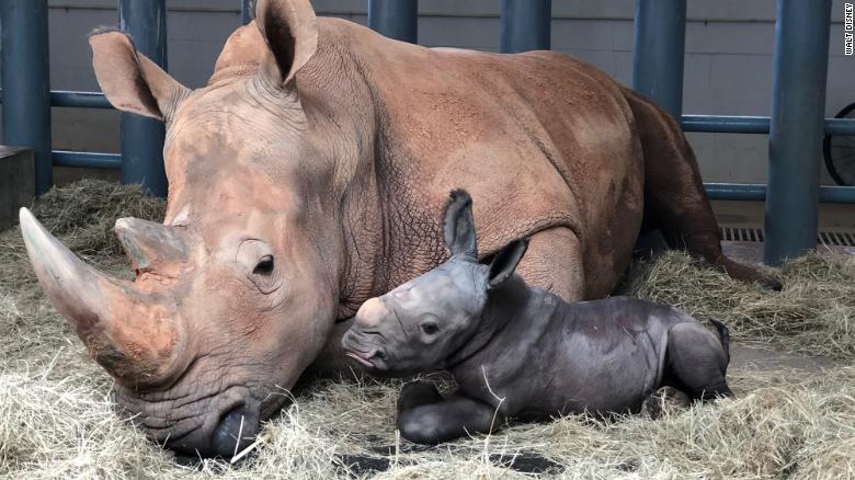 An endangered white rhino was born at Disney's Animal Kingdom theme ...