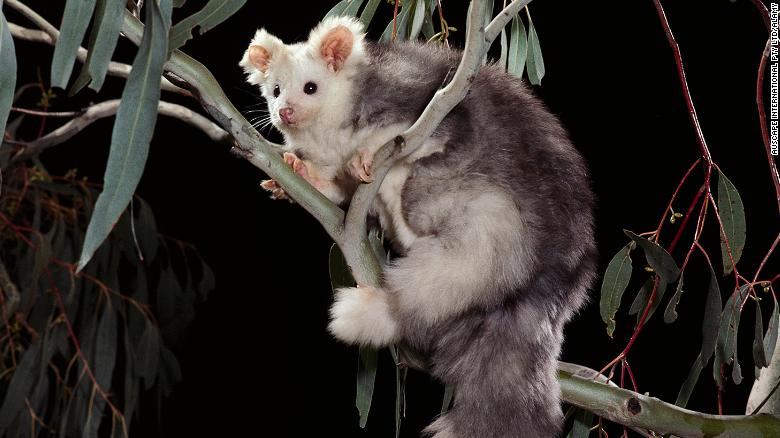 The greater glider (Petauroides volans) at night in Queensland, Australia