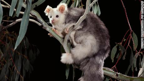Possum Beutelsäuger 6 cm Animals of Australia Science and Nature 75362 
