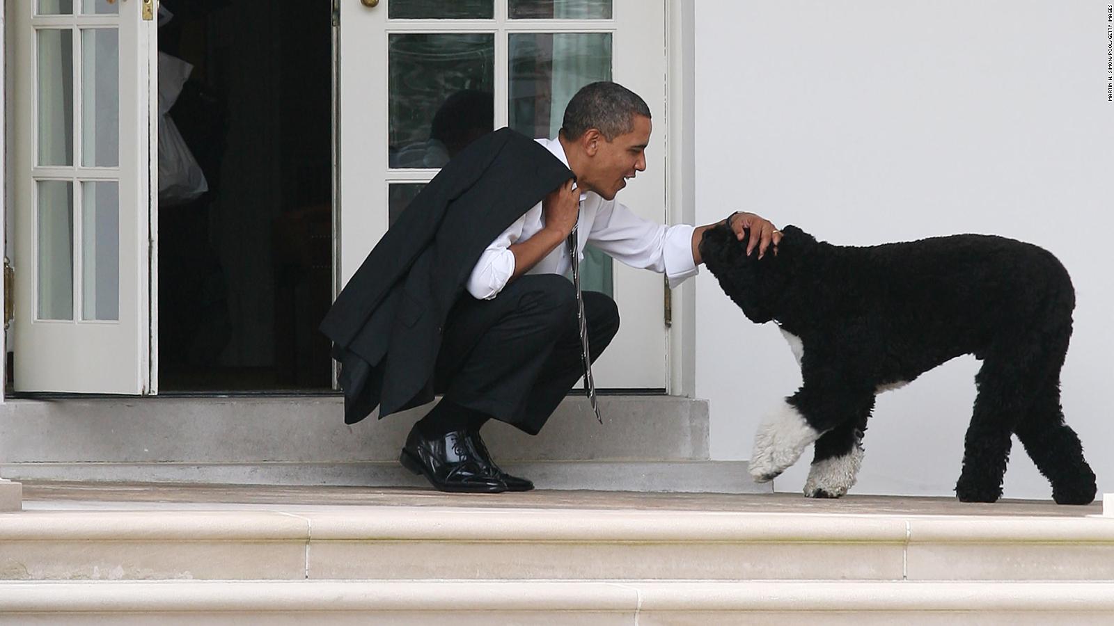 Biden dogs: White House pets return - CNNPolitics