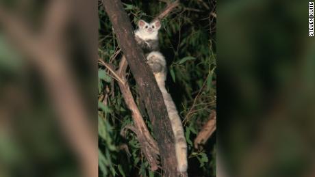 The southern species of the greater glider.