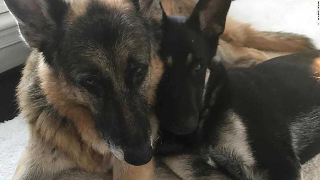 Biden's German Shepherd has aggressive incident and is sent back to Delaware