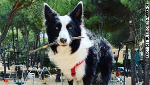genius dog toys
