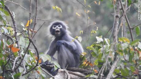 A Popa langur photographed at Mount Yathe Pyan in Myanmar.