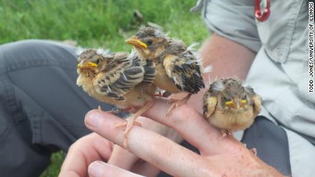 These nestling dickcissels are close to fledging.