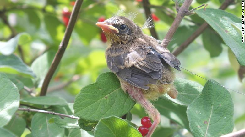 Songbirds evict some chicks, sacrificing them to give others a better chance of survival