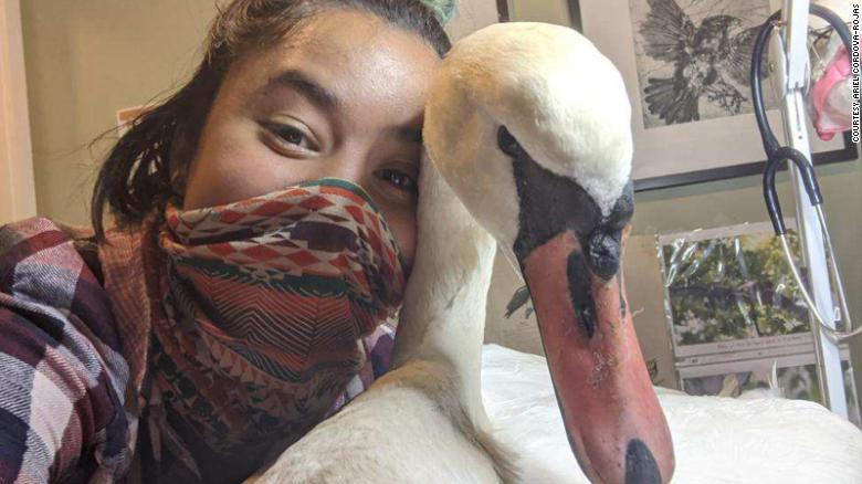 New York City wildlife rehabilitator stumbles upon an injured swan, transporting it two hours across the city to safety