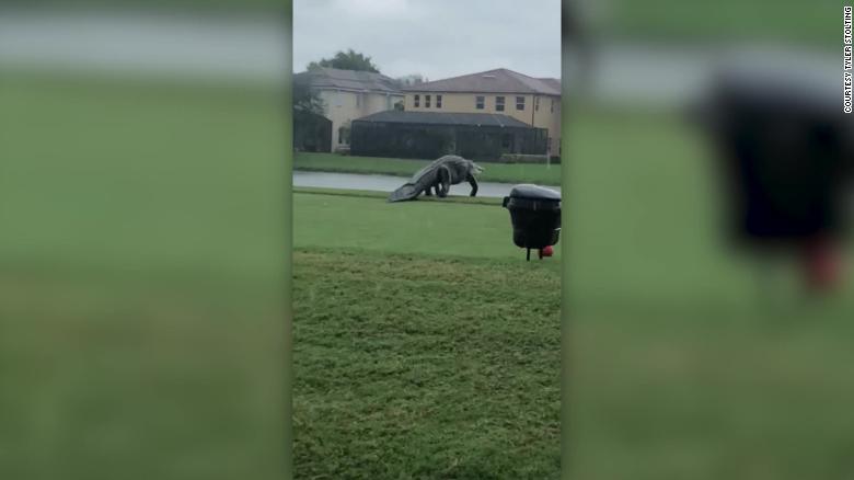 Gigantic alligator spotted roaming Florida golf course