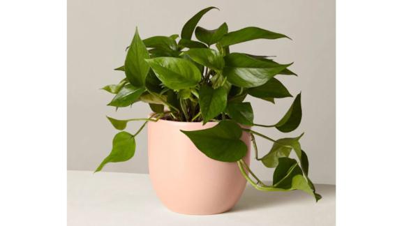 The Sill Jade Pothos Plant