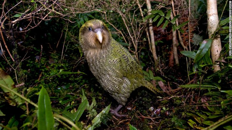 Fat, flightless parrot named Bird of the Year after a campaign tainted by voter fraud