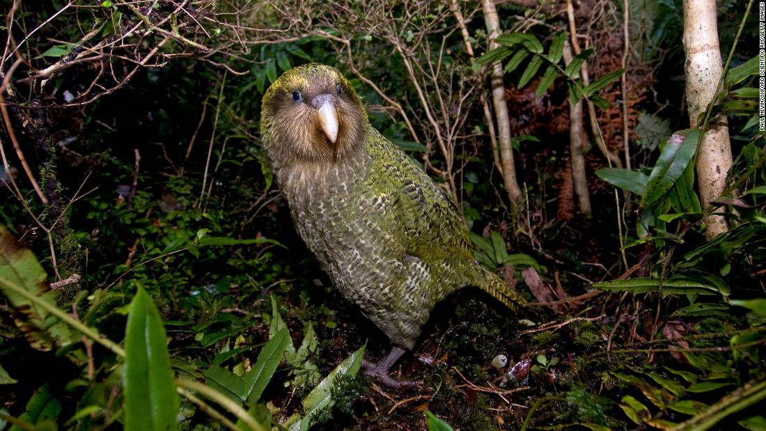 fat-flightless-parrot-named-bird-of-the-year-after-a-campaign-tainted-by-voter-fraud