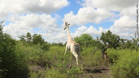 The world&#39;s only known white giraffe lives in the Ishaqbini Community Conservancy, Garissa County.