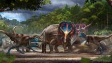 & # 39; Dueling dinosaurs & # 39;  fossils show Triceratops, T. rex, may have died after a battle