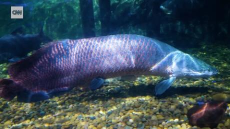 Joao Campos-Silva is on a mission to save a river giant