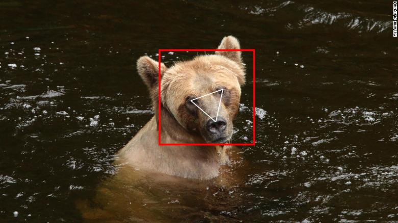 BearID software spots the face of a bear in an image.