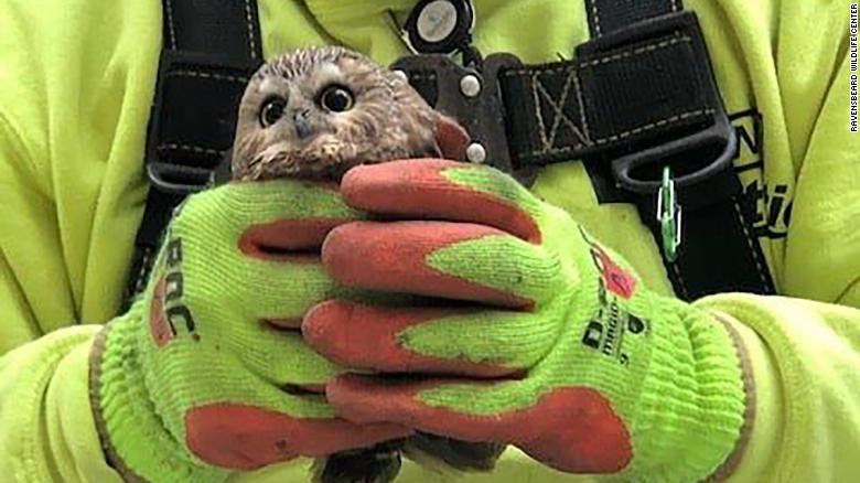A tiny owl hitched a ride on the Rockefeller Christmas tree