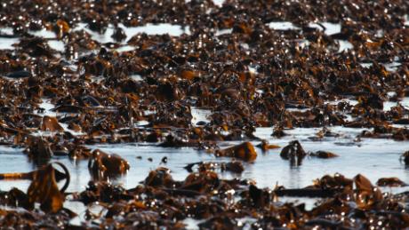 Kelp thrives in the waters off Rathlin Island.