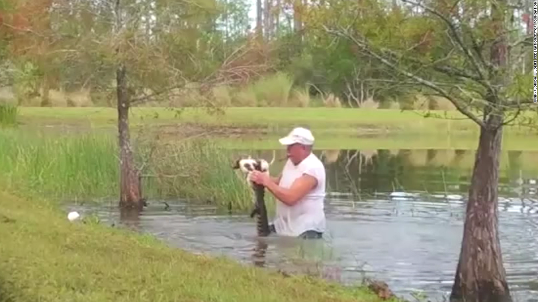 See how Florida man saves his dog from alligator  CNN Video