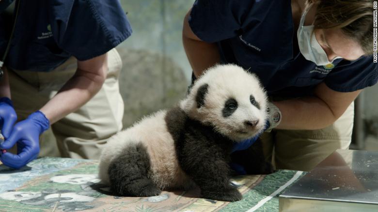 The National Zoo’s baby panda has a name, and it means ‘little miracle’