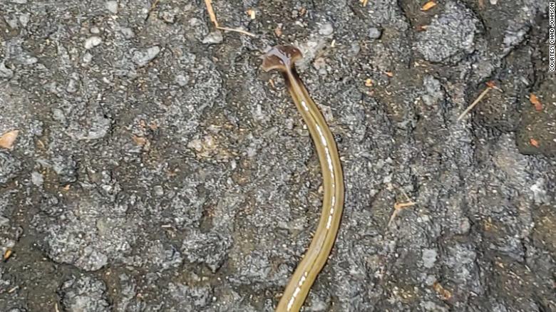 An invasive, snake-like hammerhead worm is popping up in Georgia