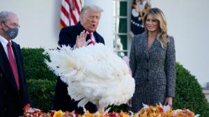 President Donald Trump pardons Corn, the national Thanksgiving turkey, in the Rose Garden of the White House, Tuesday, Nov. 24, 2020, in Washington, as first lady Melania Trump and National Turkey Federation Chairman Ron Kardel of Walcott, Iowa, look on. (AP Photo/Susan Walsh)