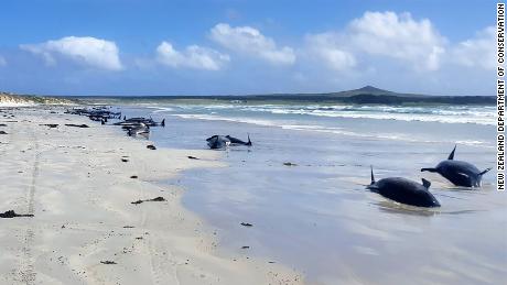 97 pilot whales and three dolphins died in the stranding, New Zealand&#39;s Department of Conservation said. 
