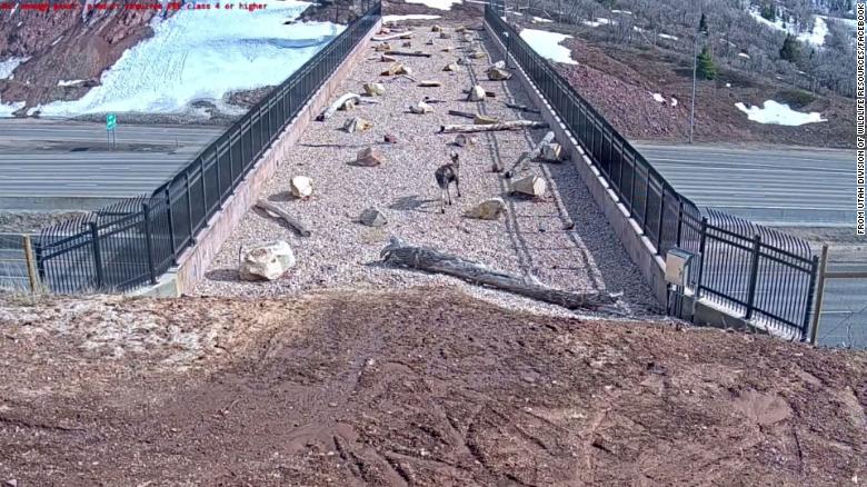 https://cdn.cnn.com/cnnnext/dam/assets/201126103023-screengrab-01-wildlife-bridge-utah-trnd-exlarge-169.jpg