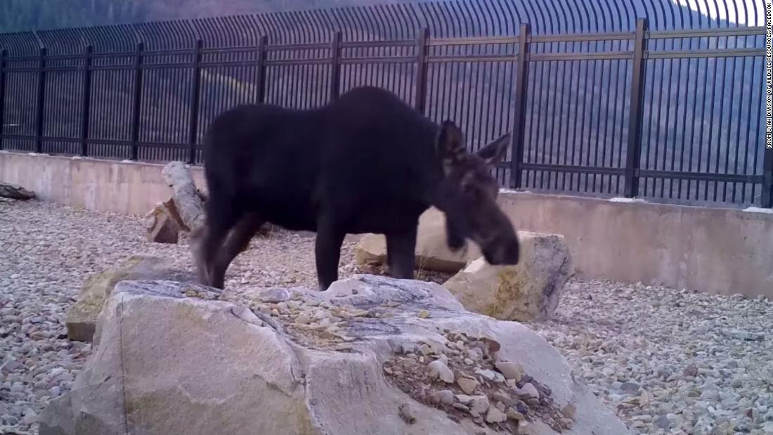 wildlife overpass utah