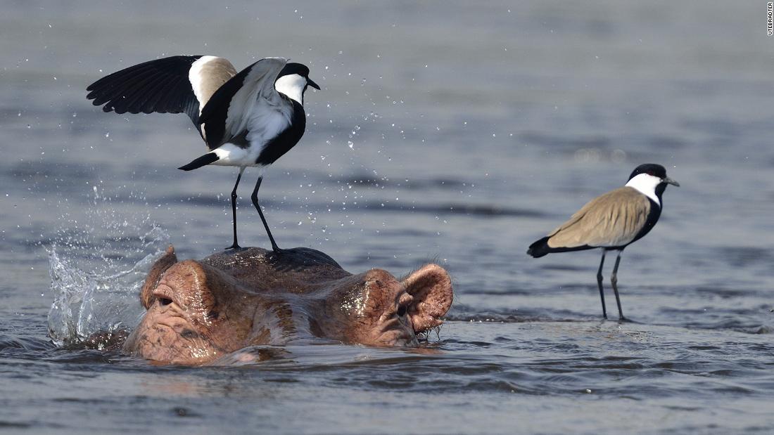 This year's incredible British Ecological Society photography competition winners