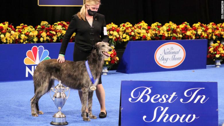 Claire the Scottish Deerhound wins top prize at the National Dog Show