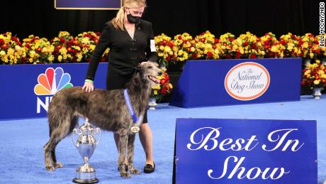 National Dog Show: Claire the Scottish 