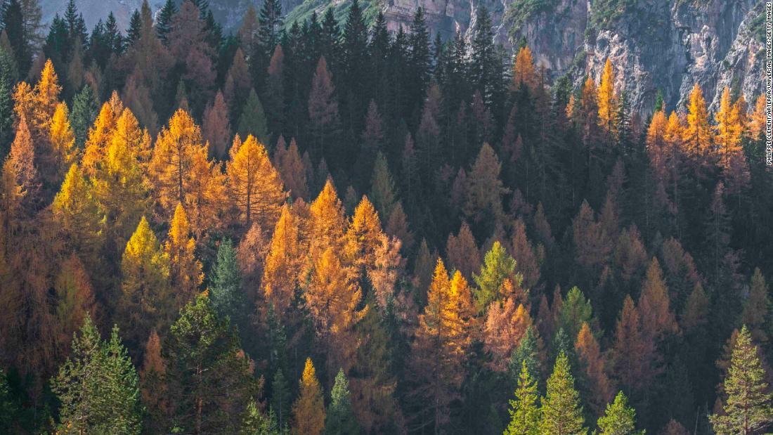 Photo of Kvôli klimatickým zmenám stromy strácajú listy skôr