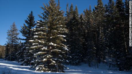 National forests will let you cut your own Christmas tree