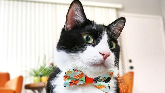 Your cat deserves to look snazzy this holiday season with a bow tie from Made by Cleo.