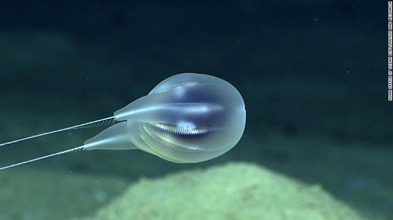 NOAA scientists discover a new species of a gelatinous animal in the waters near Puerto Rico