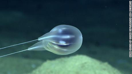 This type of comb jelly, or ctenophore, was first seen during a 2015 underwater expedition by a NOAA research team.