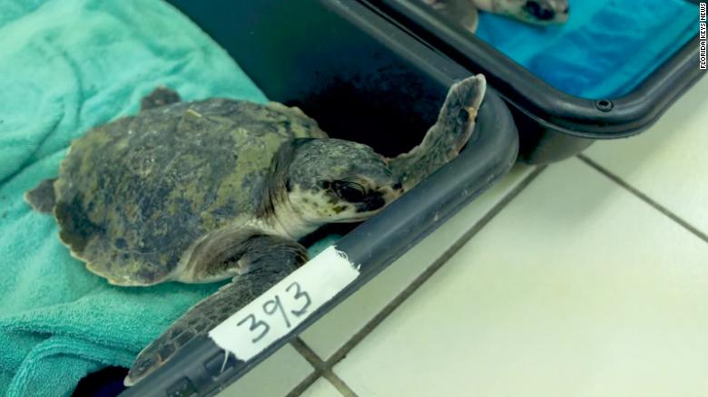 40 endangered sea turtles were brought to Florida to warm up after suffering from ‘cold stunning’