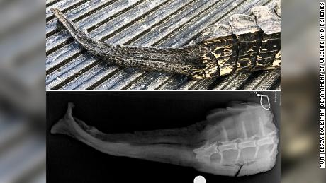 American alligator (Alligator mississippiensis) regrown tail and x-ray image showing bone (white segmented structures) and cartilage (gray less bright central structure).