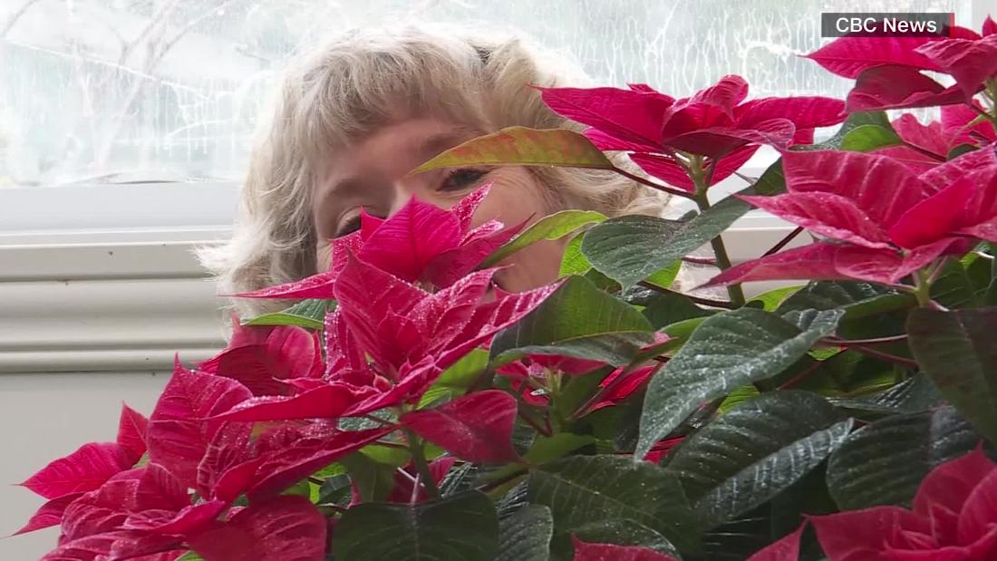 'Little, crappy' poinsettia grows into monster plant